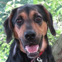 PABLO, chien à adopter
