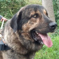 Ufok, chien à adopter