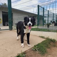 LOLA QCN, chienne à adopter