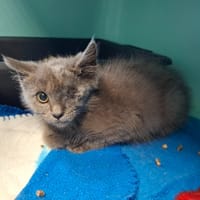 Guili, chat à adopter