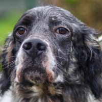 OK, chien à adopter