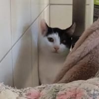 Ohlala, chat à adopter
