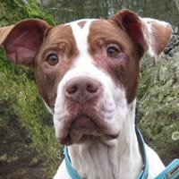 MILA, chienne à adopter