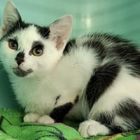 RANGE, chatte à adopter