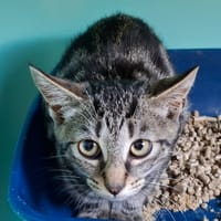 HAKU, chat à adopter