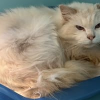 Luigya (réservé), chatte à adopter