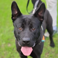 BALOU, chien à adopter