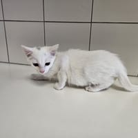 GUS, chat à adopter