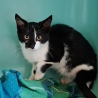 SHOTA, chat à adopter
