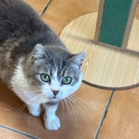 SPIROU, chat à adopter