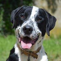 RIO, chien à adopter