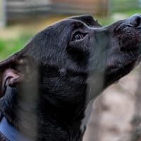 UBER, chien à adopter