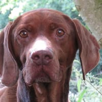 NESQUIK, chien à adopter