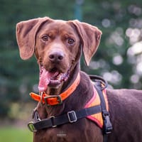 NESQUIK, chien à adopter