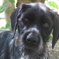 GRIMMY, chien à adopter
