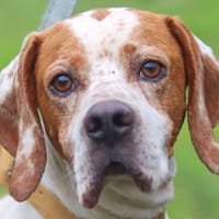 LOOK, chien à adopter