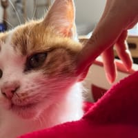 LISA, chatte à adopter