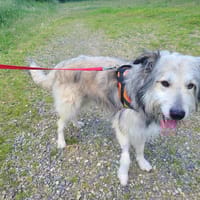 bandit, chien à adopter