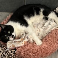 CALAMAR, chat à adopter