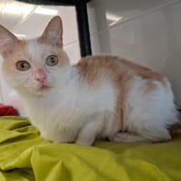 Kenza, chatte à adopter