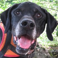 SUKLAA, chien à adopter