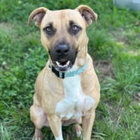 OLYMPE, chienne à adopter