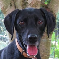 BADAM, chien à adopter