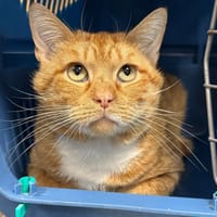 BISCUIT, chat à adopter