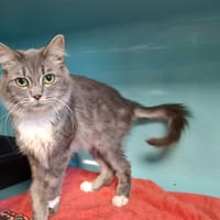 Ghost, chatte à adopter