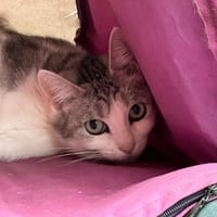 ROWENTA, chatte à adopter