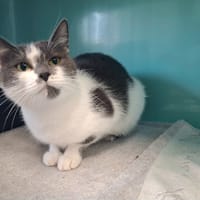 Krystal, chatte à adopter
