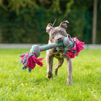MAGNUM, chien à adopter
