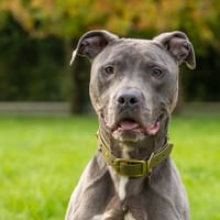 MAGNUM, chien à adopter
