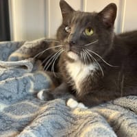 CHAUSSON, chat à adopter