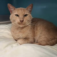 Lucien, chat à adopter