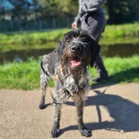 COOPER, chien à adopter