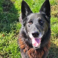 SAYAN, chien à adopter