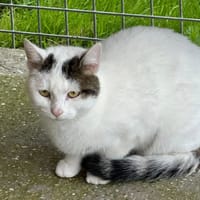 PISTACHE, chatte à adopter