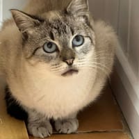 CHAMALLOW, chat à adopter