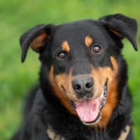 Galoudec, chien à adopter