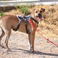 TREBOL, chien à adopter