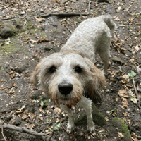 Pasha, female dog to adopt