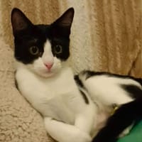 CACTUS, chatte à adopter