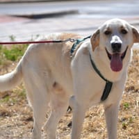 WHISKY, chien à adopter