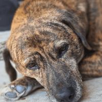 Rory, dog to adopt