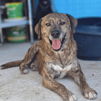 Rory, dog to adopt
