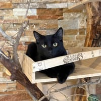 COCA, chat à adopter