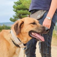CARACOL, chien à adopter