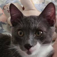 ZEBULON, chat à adopter