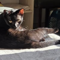MARGOTE, chatte à adopter